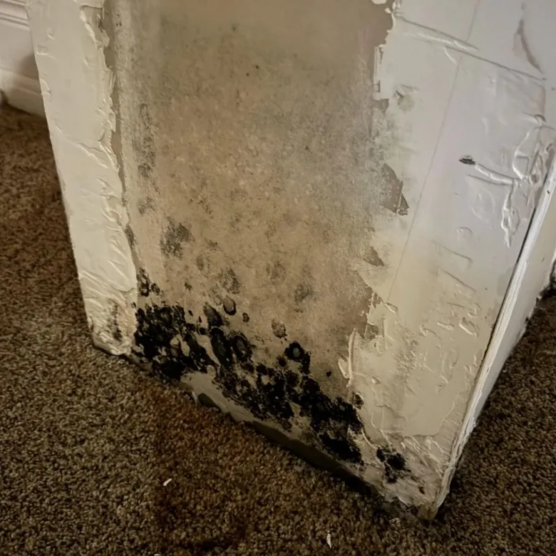 Professional Mold Removal in Martin County, FL